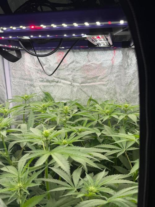 Somango / 120x60 / 310w. Week 9