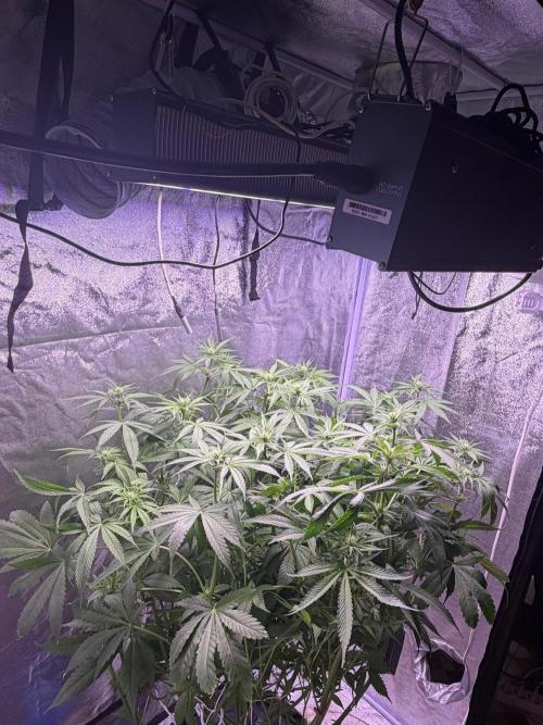 Somango / 120x60 / 310w. Week 9