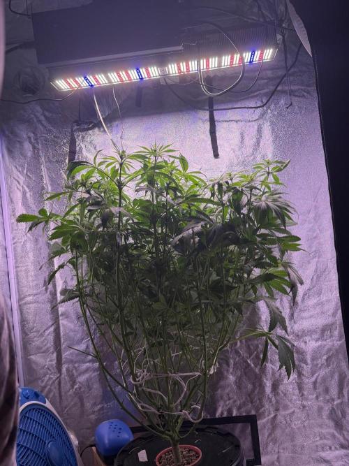 Somango / 120x60 / 310w. Week 9