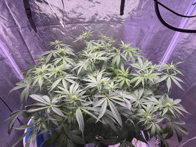 Somango / 120x60 / 310w. Week 9