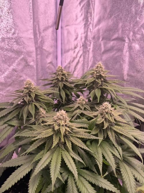 120x60/ Critical Widow/ 310w. Week 11