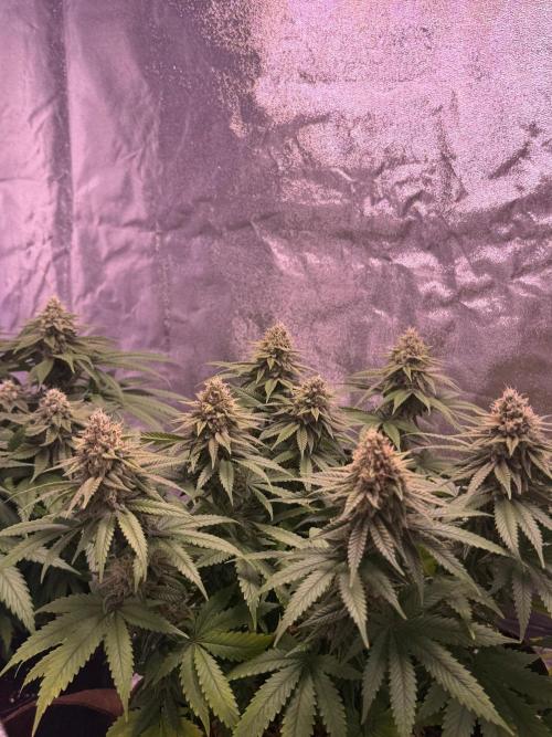 120x60/ Critical Widow/ 310w. Week 11