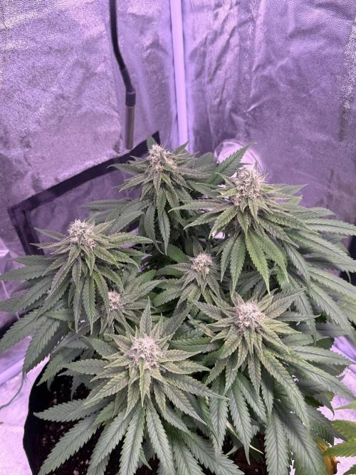 120x60/ Critical Widow/ 310w. Week 11