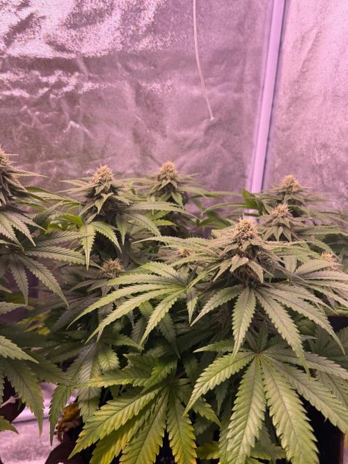 120x60/ Critical Widow/ 310w. Week 11