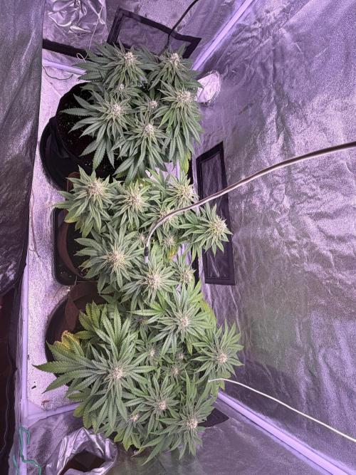 120x60/ Critical Widow/ 310w. Week 11