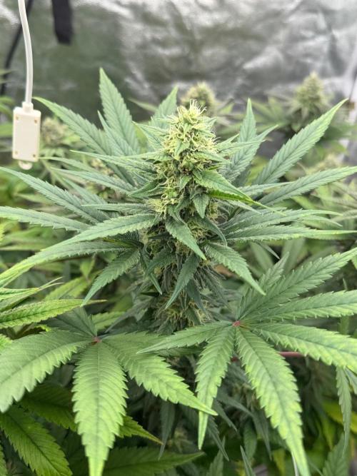 90x90 / Purple Cookie Kush 420w. Week 11