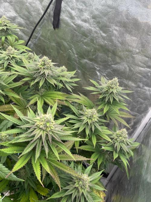 90x90 / Purple Cookie Kush 420w. Week 11