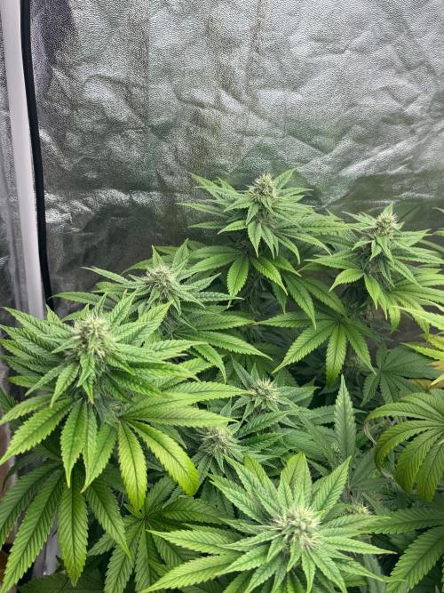 90x90 / Purple Cookie Kush 420w. Week 11