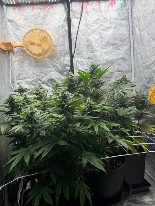 90x90 / Purple Cookie Kush 420w. Week 11