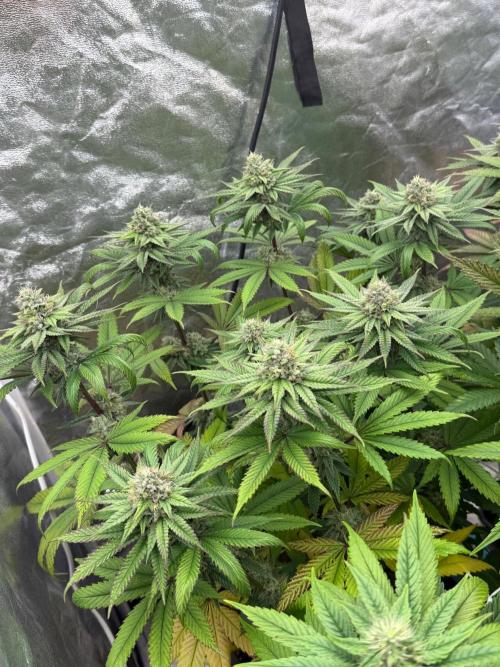 90x90 / Purple Cookie Kush 420w. Week 11