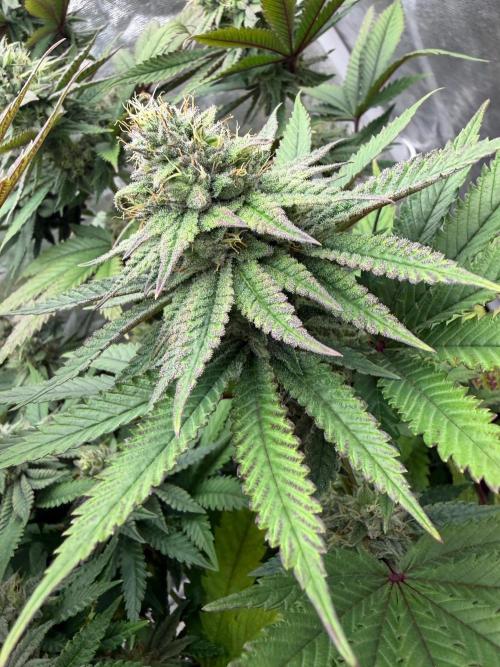 90x90 / Purple Cookie Kush 420w. Week 11