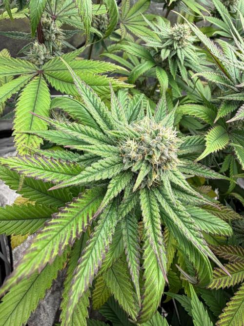 90x90 / Purple Cookie Kush 420w. Week 11