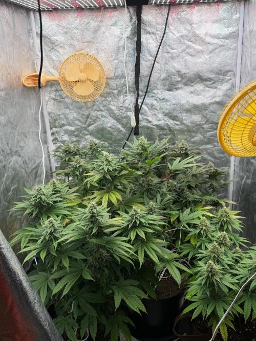 90x90 / Purple Cookie Kush 420w. Week 11