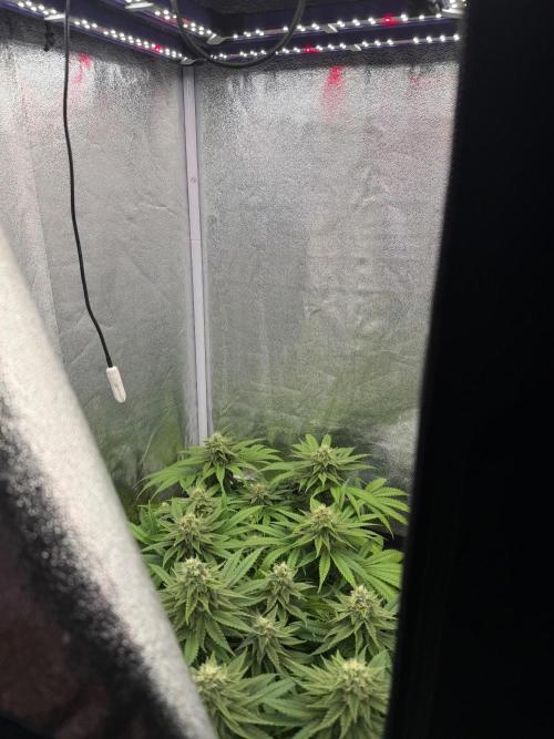 120x60/ Critical Widow/ 310w. Week 11