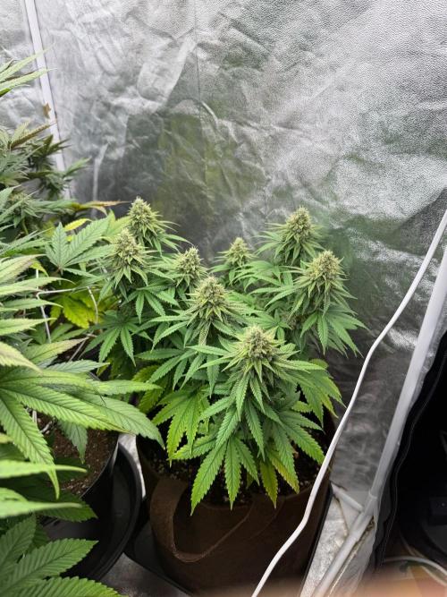 120x60/ Critical Widow/ 310w. Week 11