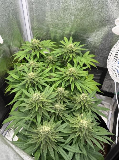 120x60/ Critical Widow/ 310w. Week 11