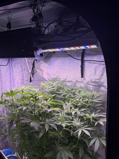 Somango. Week 9