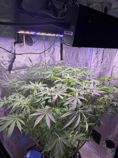 Somango / 120x60 / 310w. Week 9