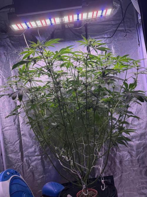 Somango / 120x60 / 310w. Week 9