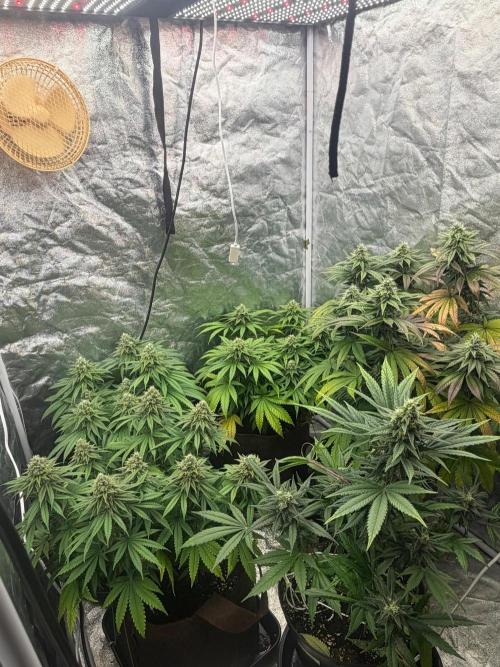 90x90 / Purple Cookie Kush 420w. Week 12