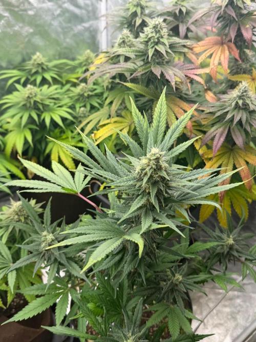 90x90 / Purple Cookie Kush 420w. Week 12