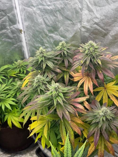 90x90 / Purple Cookie Kush 420w. Week 12