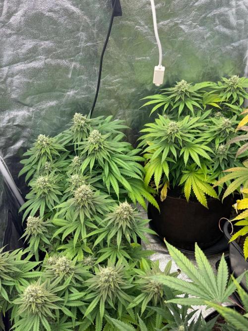 Critical Widow. Week 12