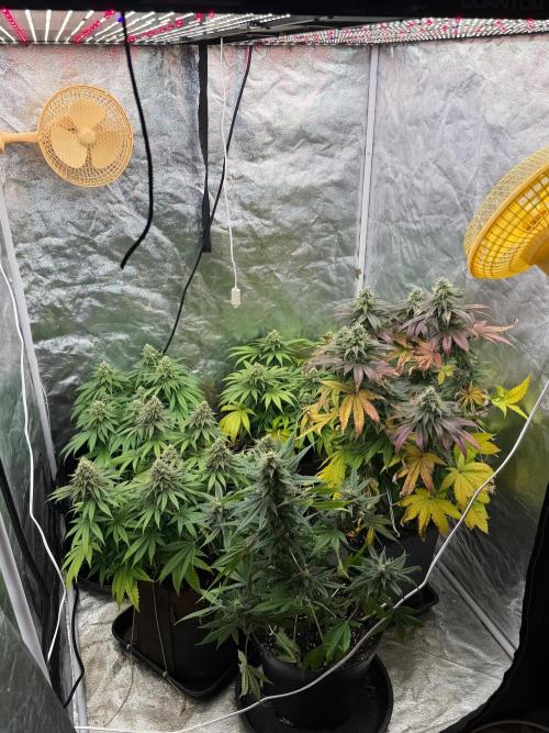 90x90 / Purple Cookie Kush 420w. Week 13