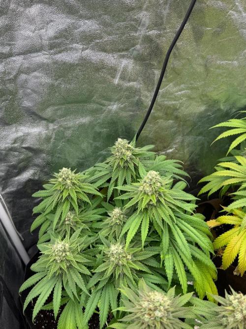 120x60/ Critical Widow/ 310w. Week 13