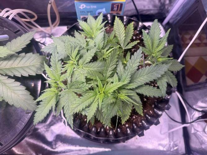 Mix  SL DWC 34 l /  GMOC Soil 12l 🌊vs??. Week 3