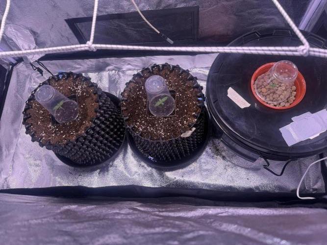 Mix  SL DWC 34 l /  GMOC Soil 12l 🌊vs??. Week 0 - Day 5 ( 03 march)