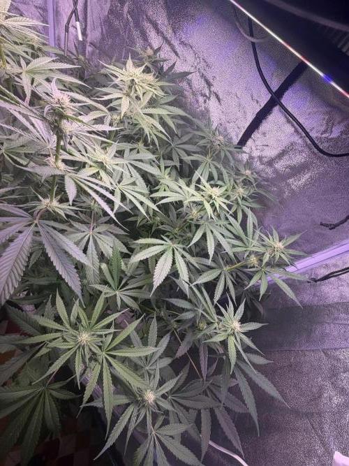 Somango / 120x60 / 310w. Week 10