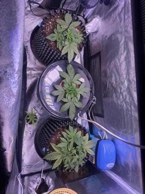 Mix  SL DWC 34 l /  GMOC Soil 12l 🌊vs??. Week 2