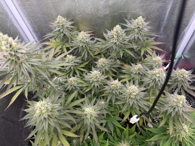 Amnesia Lemon  + Critical Widow. Week 10