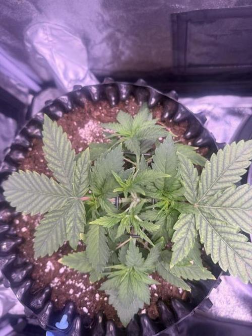 Mix  SL DWC 34 l /  GMOC Soil 12l 🌊vs??. Week 2