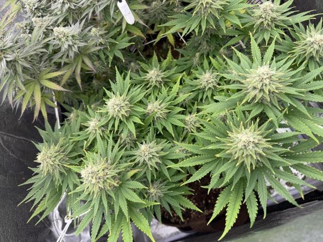 Amnesia Lemon  + Critical Widow. Week 10