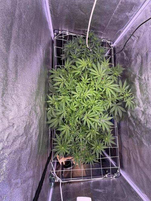Mix  SL DWC 34 l /  GMOC Soil 12l 🌊vs??. Week 7