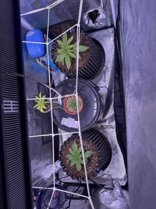 Mix  SL DWC 34 l /  GMOC Soil 12l 🌊vs??. Week 2