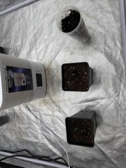90x90 / 420 w / Mixed Strains. Week 1