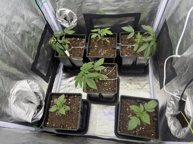 6 x 3,4l / 200w (SensiSeed). Week 3 - Day 16 (28 May)