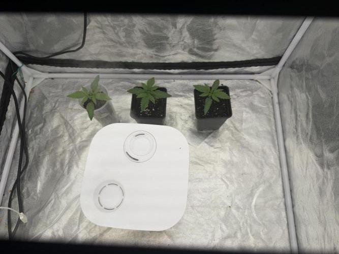 90x90 / 420 w / Mixed Strains. Week 2