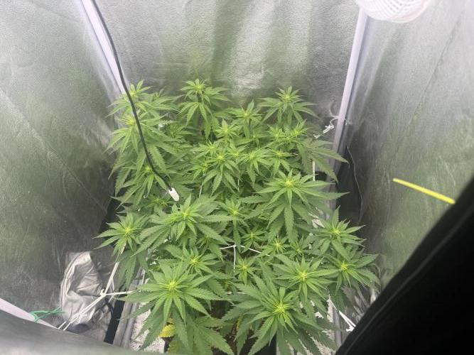 Amnesia Lemon  + Critical Widow. Week 6 - Day 48 (06 march)