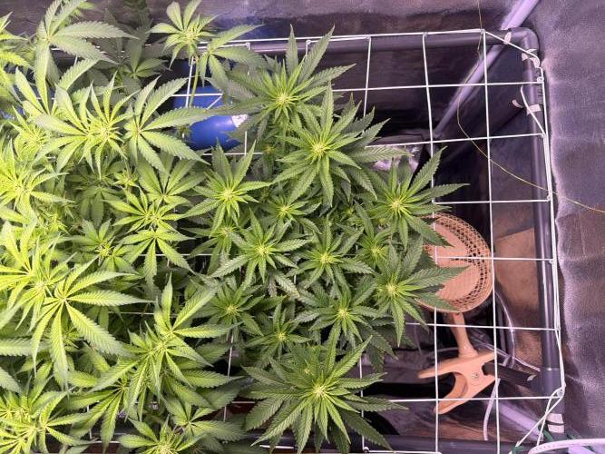 Mix  SL DWC 34 l /  GMOC Soil 12l 🌊vs??. Week 7