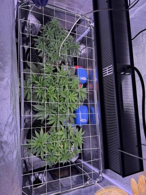 Mix  SL DWC 34 l /  GMOC Soil 12l 🌊vs??. Week 4 - Day 32 (06 April ) 