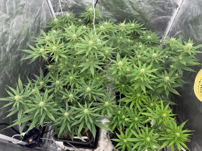 90x90 /420 w/ Best Breeders,Top Strain. Week 7 - Day 56 (05 June)