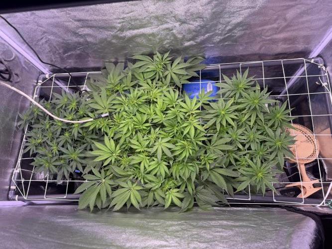 Mix  SL DWC 34 l /  GMOC Soil 12l 🌊vs??. Week 7 - Day 46 (20 April)