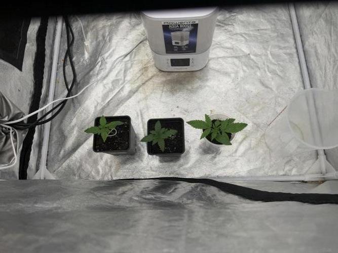 90x90 / 420 w / Mixed Strains. Week 2 - Day 10  (20 April)