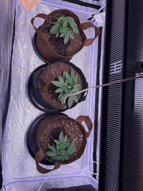 120x60/ Critical Widow/ 310w. Week 4