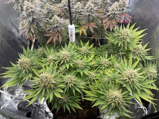 Amnesia Lemon  + Critical Widow. Week 12
