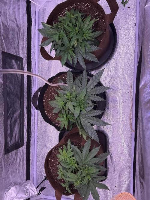 120x60/ Critical Widow/ 310w. Week 5